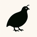 Quail